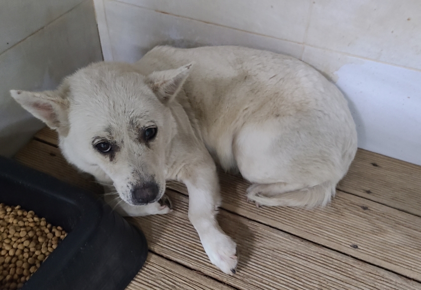 영천유기동물보호센터_447510202500003